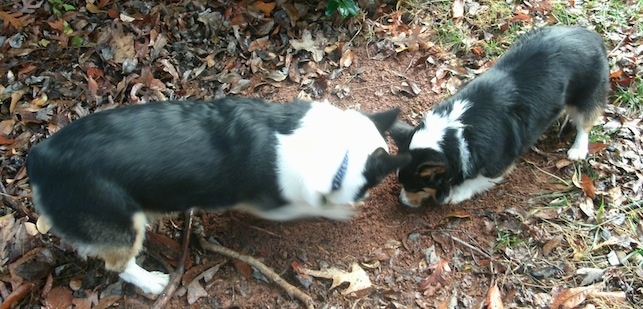 Two tri-color Pembroke Welsh Corgis are standing head to head digging in dirt