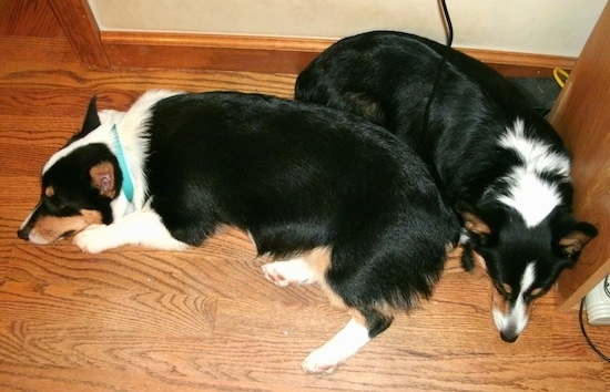 Top down view of Two tri-color Pembroke Welsh Corgis that are laying against each other on a hardwood floor next to a wooden desk.