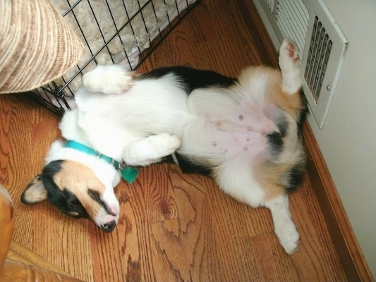 Top down view of a tri-color Pembroke Welsh Corgi dog sleeping belly-up on its back in front of a vent.