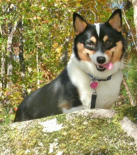 Front view - A happy-looking, tri-color Pembroke Welsh Corgi dog is standing on top of a rock looking down over the edge.