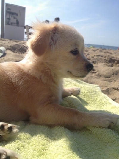 Close up head shot - A fuzzy, tan and white Pin-Tzu puppy is laying on a light green towel on a beach facing the right.