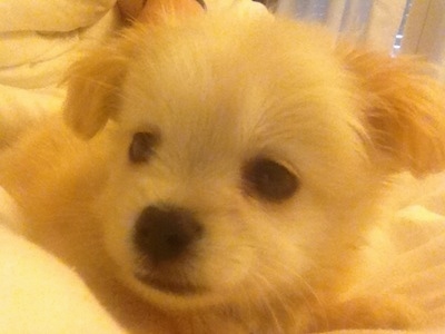 Close up head shot - A fuzzy, white and tan Pin-Tzu puppy is laying on a white blanket looking to the left.
