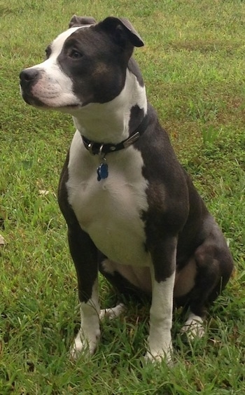The front left side of a gray and white Pit Bull Terrier that is sitting on grass and it is looking to the left.
