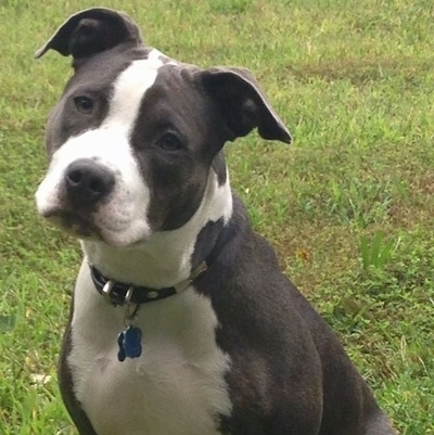 Close Up - The front left side of a black with white Pit Bull Terrier that is sitting on grass and its head is tilted to the right.
