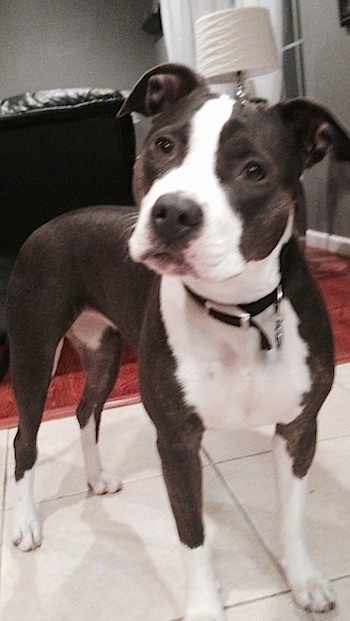 The front right side of a black with white Pit Bull Terrier that is standing on a tiled floor, it is looking forward and its head is slightly tilted to the right.
