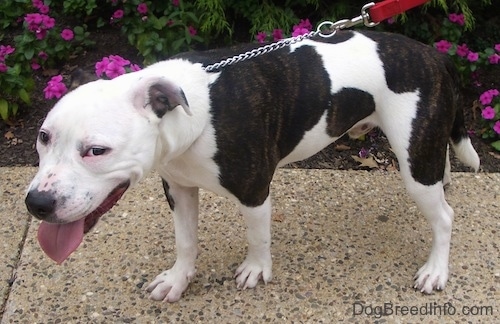 The left side of a white and brown brindle Pit Bull Terrier that is standing across a sidewalk. Its mouth is open, it tongue is out, it is looking forward and there are purple flowers behind it.
