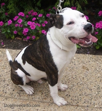 The right side of a white with brown Pit Bull Terrier that is sitting on a walkway. Its mouth is open, its tongue is hanging out, its ears are back and it is looking to the rght.