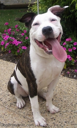 The front right side of a white and brown Pit Bull Terrier that is sitting on a sidewalk. Its mouth is open, its tongue is out, its head is tilted to the left and it is looking forward.