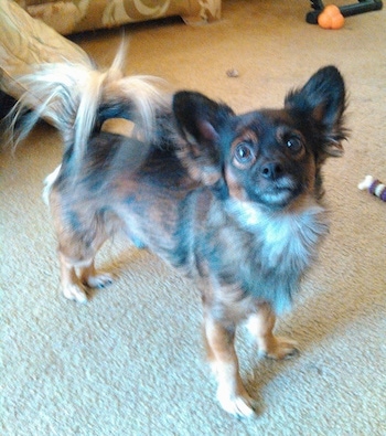 Front side view - A brown and black with white Pomchi is looking up and forward. It is standing on a tan carpet. It has longer fringe hair on its tail.