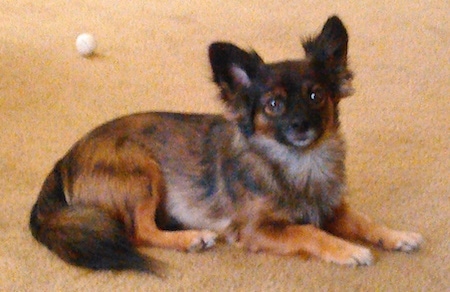 Side view - A brown and black with tan Pomchi dog is laying across a tan carpet looking forward. There is a white golf ball behind it.