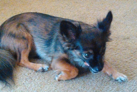 Side view - A brown and black with tan Pomchi is laying down across a carpet and it is looking to the right. Its tongue is flicking.