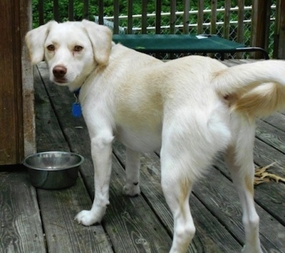 The backside of a drop eared, brown-nosed, tan with white Pomeagle dog standing on a wooden deck looking back towards the camera. There is a metal bowl of water in front of it.