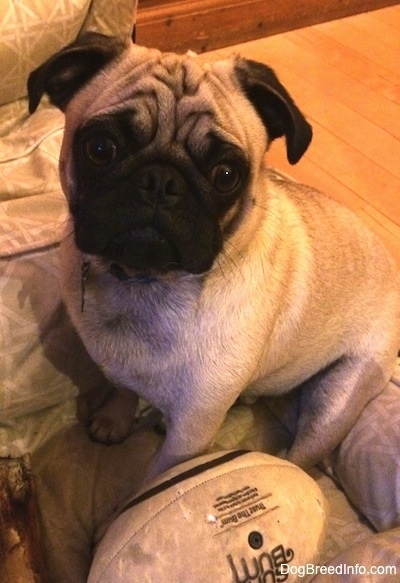 A wrinkly looking, tan with black pug is sitting on a couch and it is looking up. There is a football in front of it.