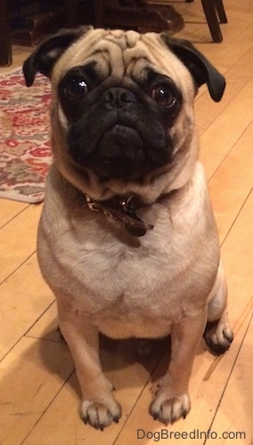 Close up front view - A wrinkly, round-headed, tan with black Pug is sitting on a hardwood floor and it is looking forward.