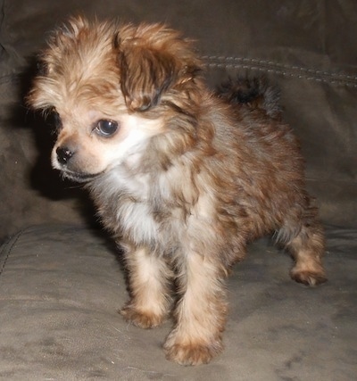 Front side view - A wavy-coated, tan with cream Pugese puppy is standing on a brown suede couch with its head down and turned to the left, but its eyes are looking forward.