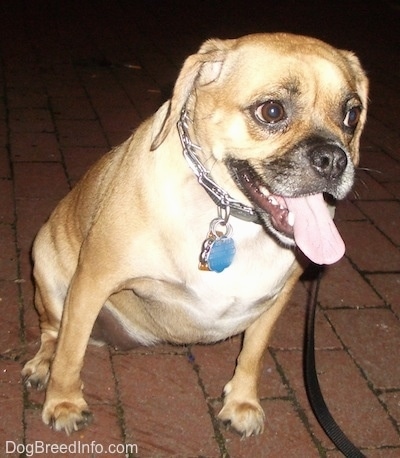 Close up front side view - An overweight tan with white and black Puggle dog is sitting on a brick sidewalk and it is looking to the right. Its mouth is open and its tongue is out. It is wearing a prong collar.