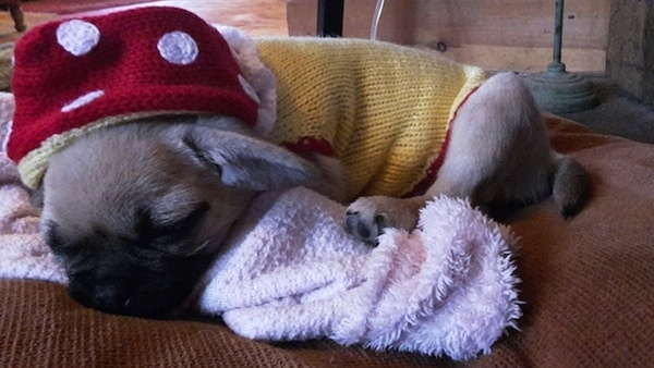Side view - A tan with black Pugmatian puppy wearing a yellow sweater and a red and white polka dot hat sleeping on top of a towel on a brown couch.