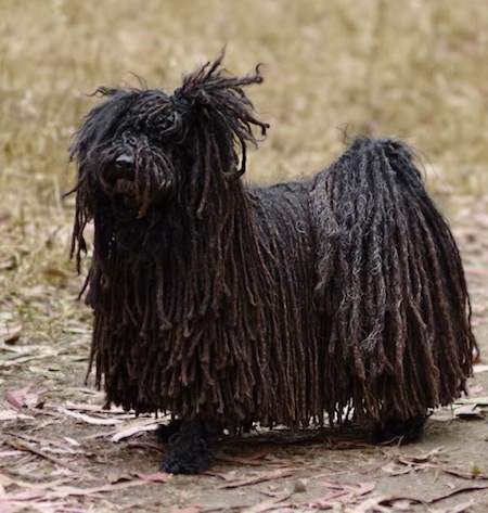A black dreaded Puli dog is standing across a dirt path and it is looking up and to the left.