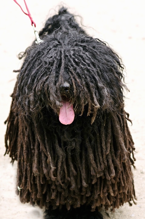 Close up front view - A black dreaded Puli is standing on a concrete surface and it is looking up. The dog is panting.