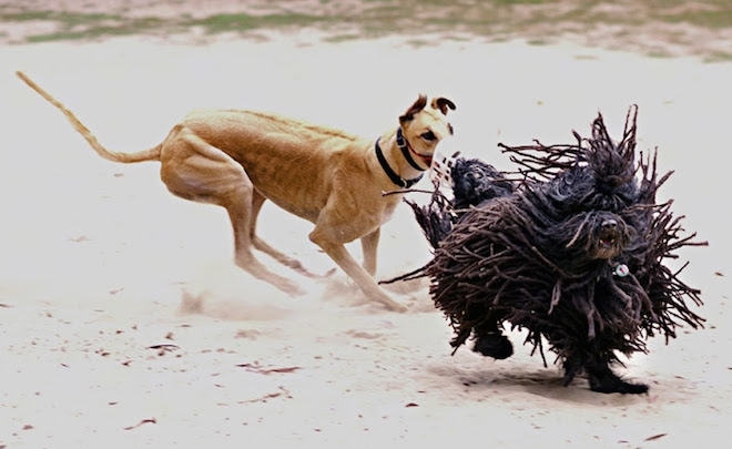 A brown greyhound dog with a muzzle is running after a black dreaded Puli dog. The Puli has long hair that is flapping around.