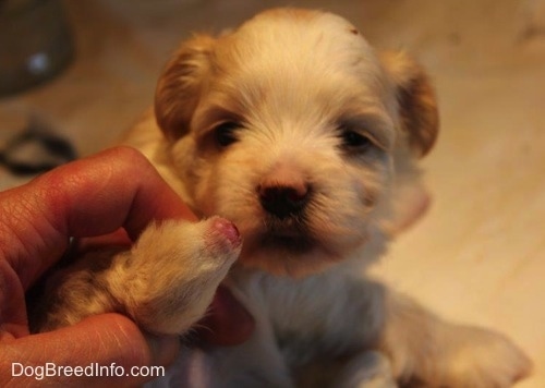 Close Up - Puppy with a missing paw