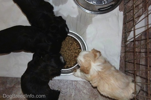 Puppies eating out of a food bowl with the puppy that has a missing foot