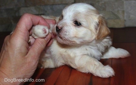 Puppy sniffing its missing foot area