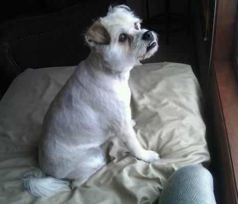 Side view - A white with black Pushon dog with a shaved coat is sitting on a couch looking out of a window that is in front of it. Its head is up and its bottom teeth are showing from an underbite.