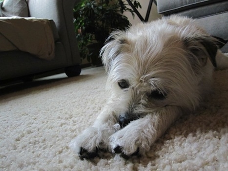 Close up front view - A scruffy looking white with black Pushon dog is laying in a tan carpet with its head down in between its front paws.