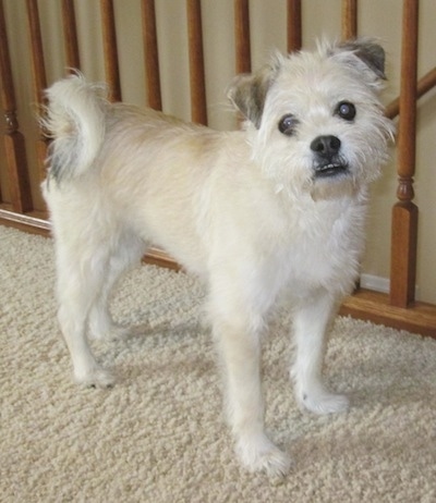 Side view - A scruffy-looking, white with tan and black Pushon dog is standing on a tan carpet next to a wooden banister looking at the camera. Its head is slightly tilted to the left and its bottom teeth are showing because of an underbite.