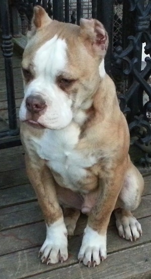 Front side view - A muscular Red-Tiger Bulldog is sitting on a wooden porch and it is looking down and to the left. Its ears are cropped short.