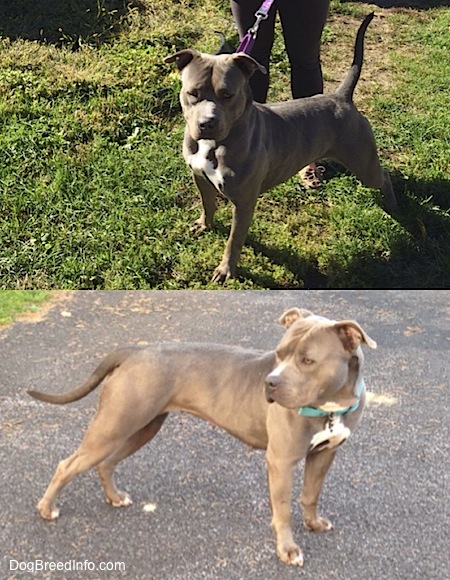 Top - The front left side of a grey with white Pit Bull Terrier standing in a yard with her tail high. Bottom - The right side of a grey with white Pit Bull Terrier standing on a blacktop with her tail low
