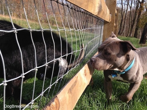 Close up - A Goat is pushing its horns up against a fence and in front of it is an American Bully Pit looking at the goat.