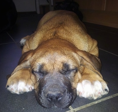 Close up front view - A tan with white Rhodesian Bernard puppy is sleeping on a tiled floor. The pup has very large paws.