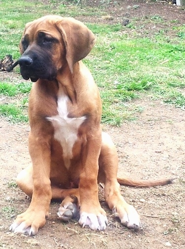 Front view - A tan with white Rhodesian Bernard puppy that is sitting in dirt and it is looking to the left. The dog has very large paws and a muscular body.