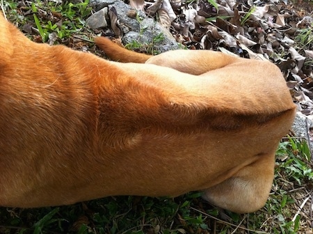 Close up - The back of a tan with white Rhodesian Bernard dog showing the ridge down the dog's back. The dog is laying in grass and there are a bunch of dried leaves behind it.