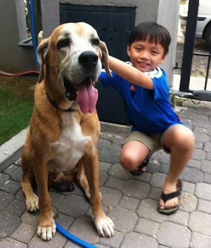 A graying tan with white Rhodesian Bernard is sitting on a stone tiled walkway, it is next to a smiling boy in blue. The dog's tongue is hanging way out and he looks calm and happy.