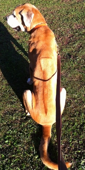 The back of a tan with white Rhodesian Bernard dog is sitting in grass and it is looking to the left. Its mouth is open. There is a stripe along the dogs back making a ridge mark.