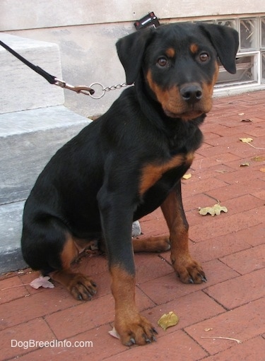 Front side view - A black and tan Rottweiler puppy is sitting on a brick surface in front of stone steps.