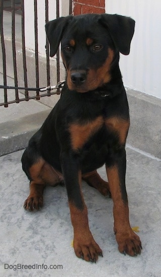 A black and tan Rottweiler puppy is sitting on a concrete surface. It is looking down and to the left.
