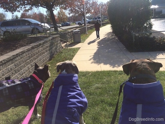 The back of three dogs that are sitting in grass, they are watchign a person walk away and they are wearing purple jackets.