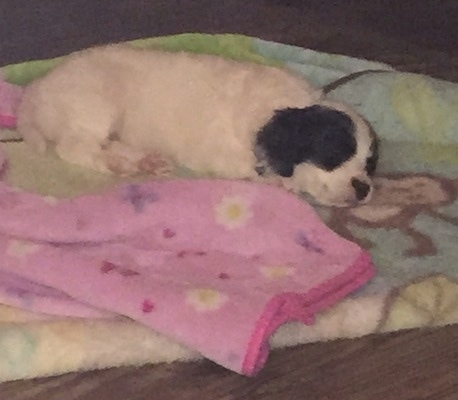 A white with black Russian Spaniel puppy is sleeping on top of a blanket that has a brown monkey on it next to a pink blanket.