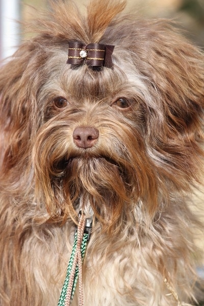 Close up head shot - A wavy coated, long-haired, brown Russian Tsvetnaya Bolonka dog is standing outside and it has a brown ribbon in the hair of its top knot.