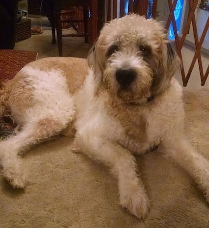 A shaved wavy coated, tan and white Saint berdoodle is laying across a carpet and it is looking forward. It has longer hair on its head and ears.