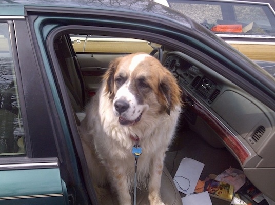 A white with tan and black Saint Pyrenees is sitting in the passenger side of a vehicle with the door open and it is looking to the left. The dog is very large and takes up all the room in the car. There is trash on the floor of the car.