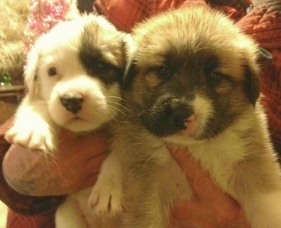 Close up front view - Two fluffy white with brown and black Saint Pyrenees puppies are being held in the arms of a person.