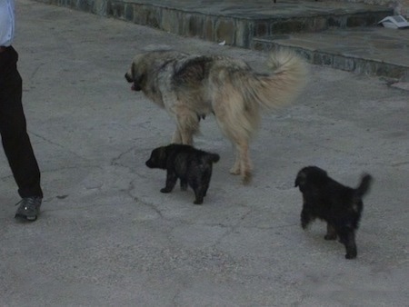 The back left side of a Sarplaninac dog that is walking up a concrete surface and it is being followed by two Sarplaninac puppies.