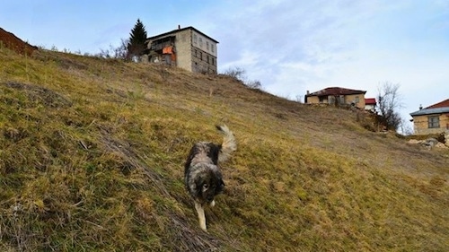 A black and grey Sarplaninac dog is walking down the side of a steep hill.