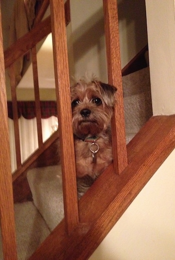 A tan with black Schweenie is standing on a staircase and it is looking out of the bannisters. Its eyes are round and dark and its ears are folded over to the front.