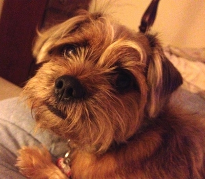 Close up head and upper body shot - The right side of a tan with black Schweenie dog that is laying across a bed and it is looking forward. It has wiry-looking scruffy hair on its face.
